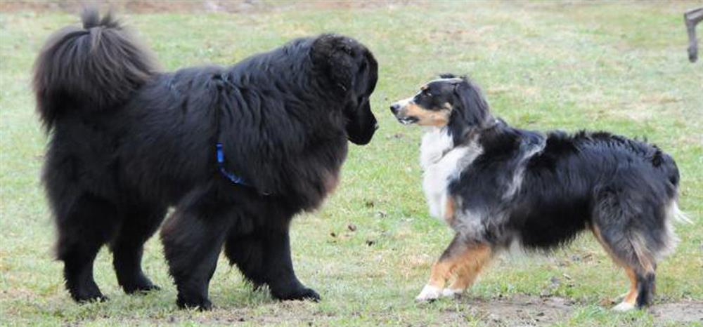 Dog Park - Multiple Enclosures